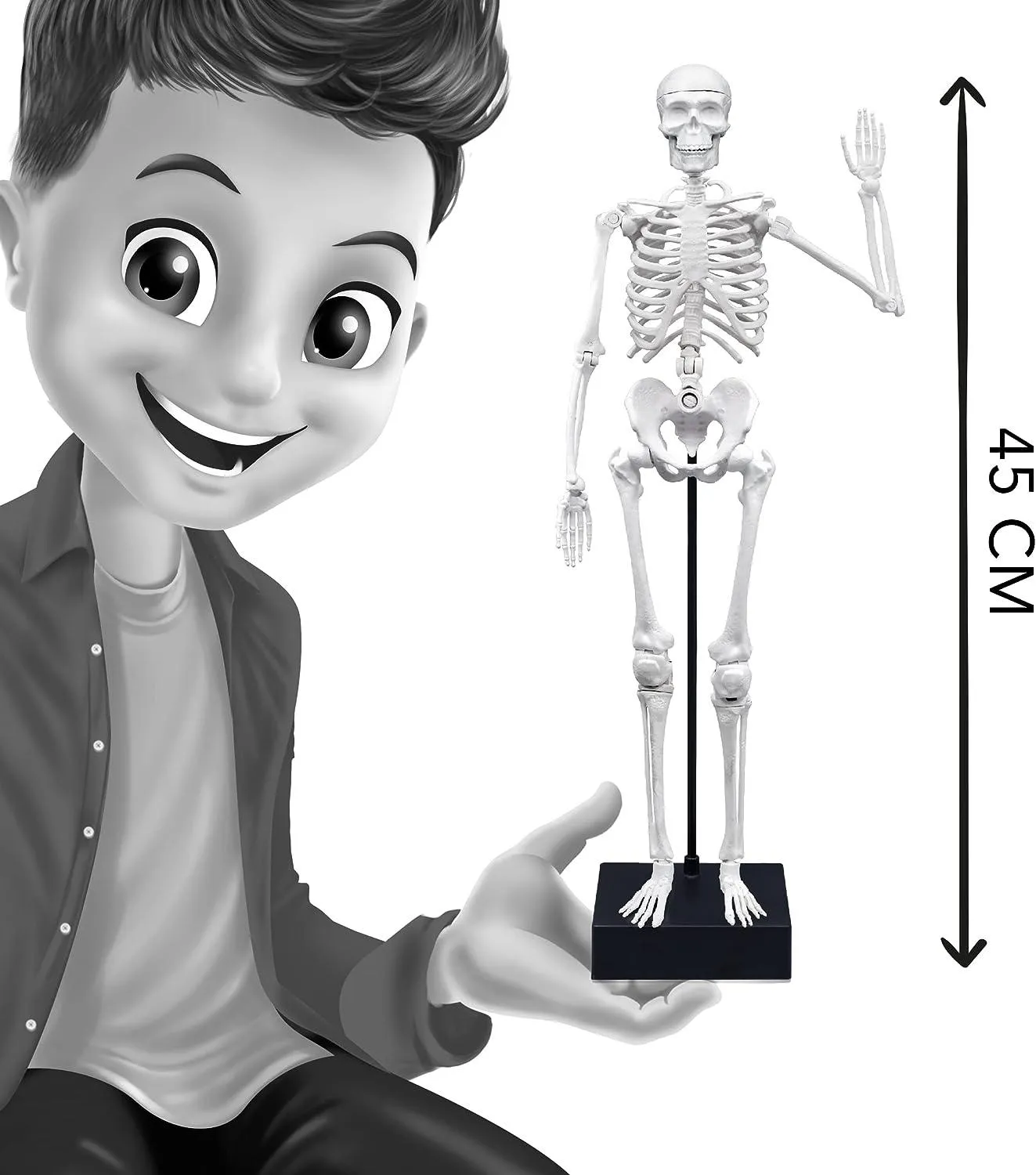 BUKI France Educational Skeleton 45cm