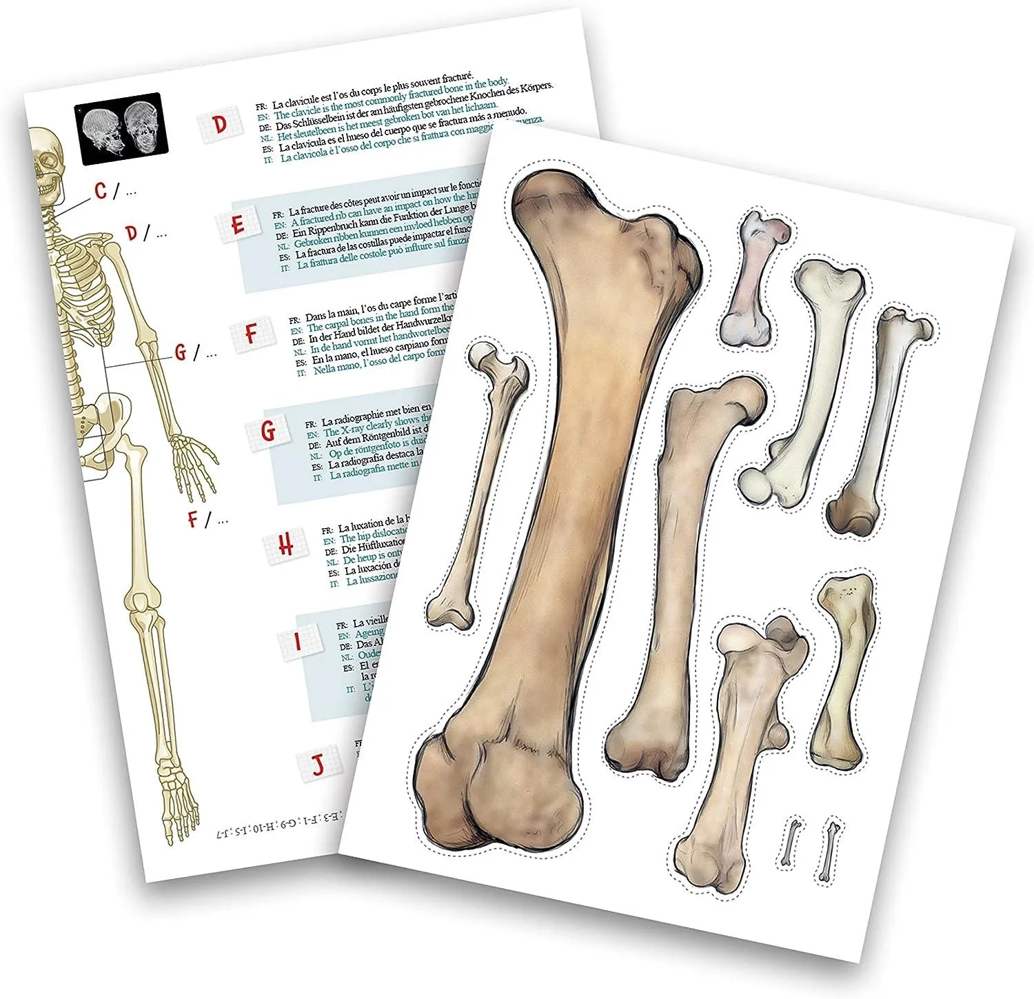 BUKI France Educational Skeleton 45cm