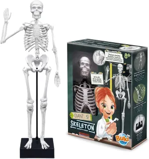 BUKI France Educational Skeleton 45cm