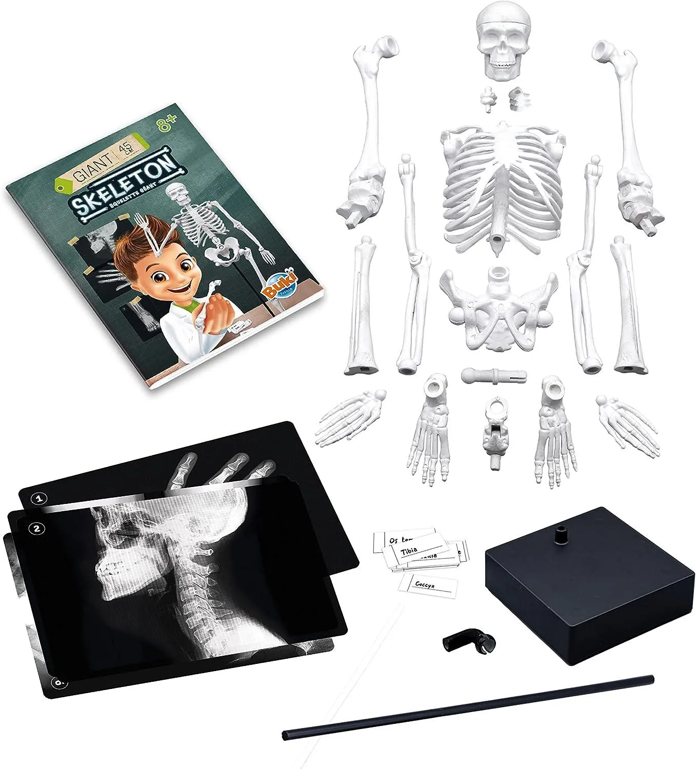 BUKI France Educational Skeleton 45cm
