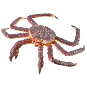 Collecta King Crab (Grey)