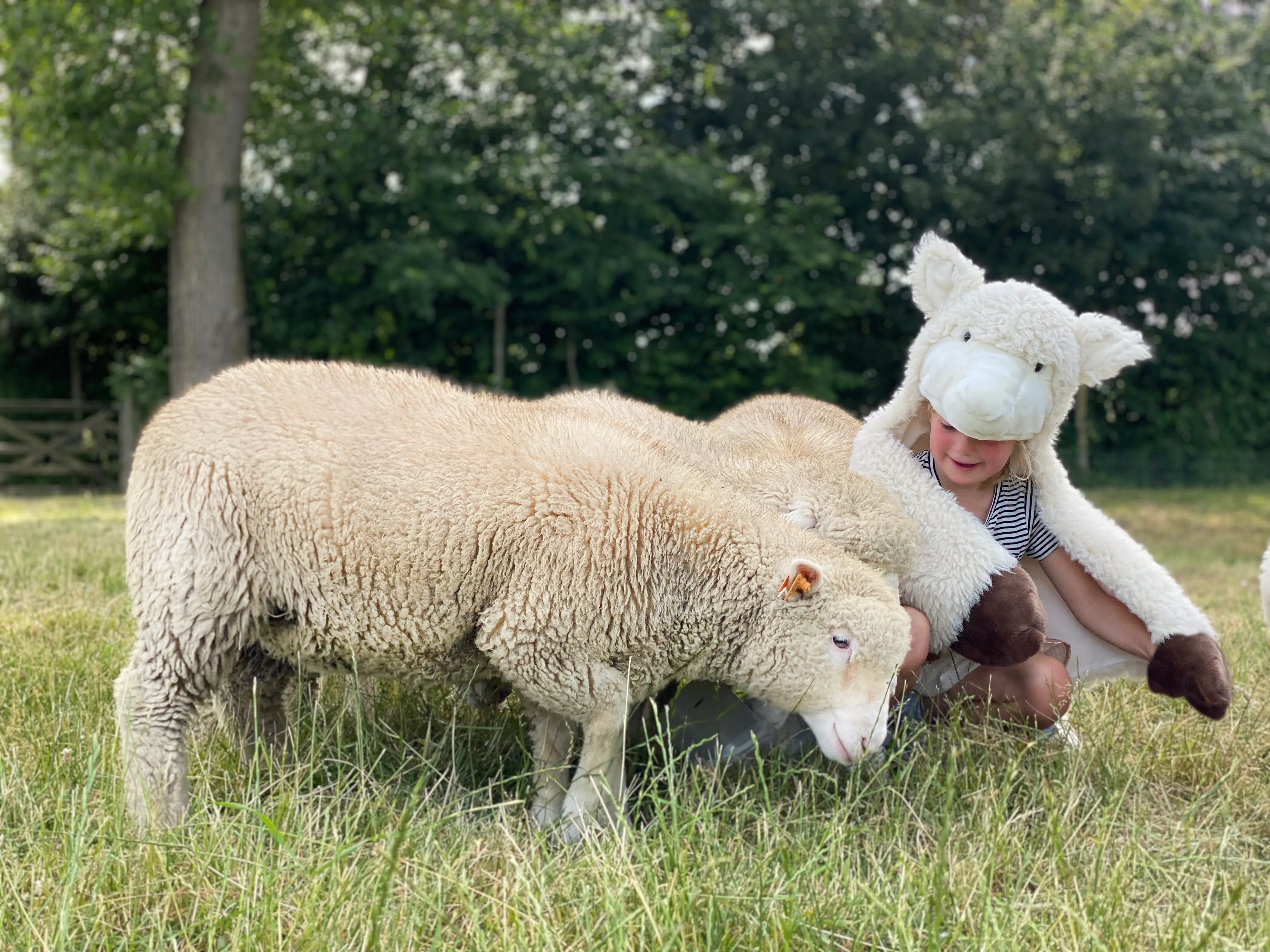 Disguise | Wild & Soft | Sheep