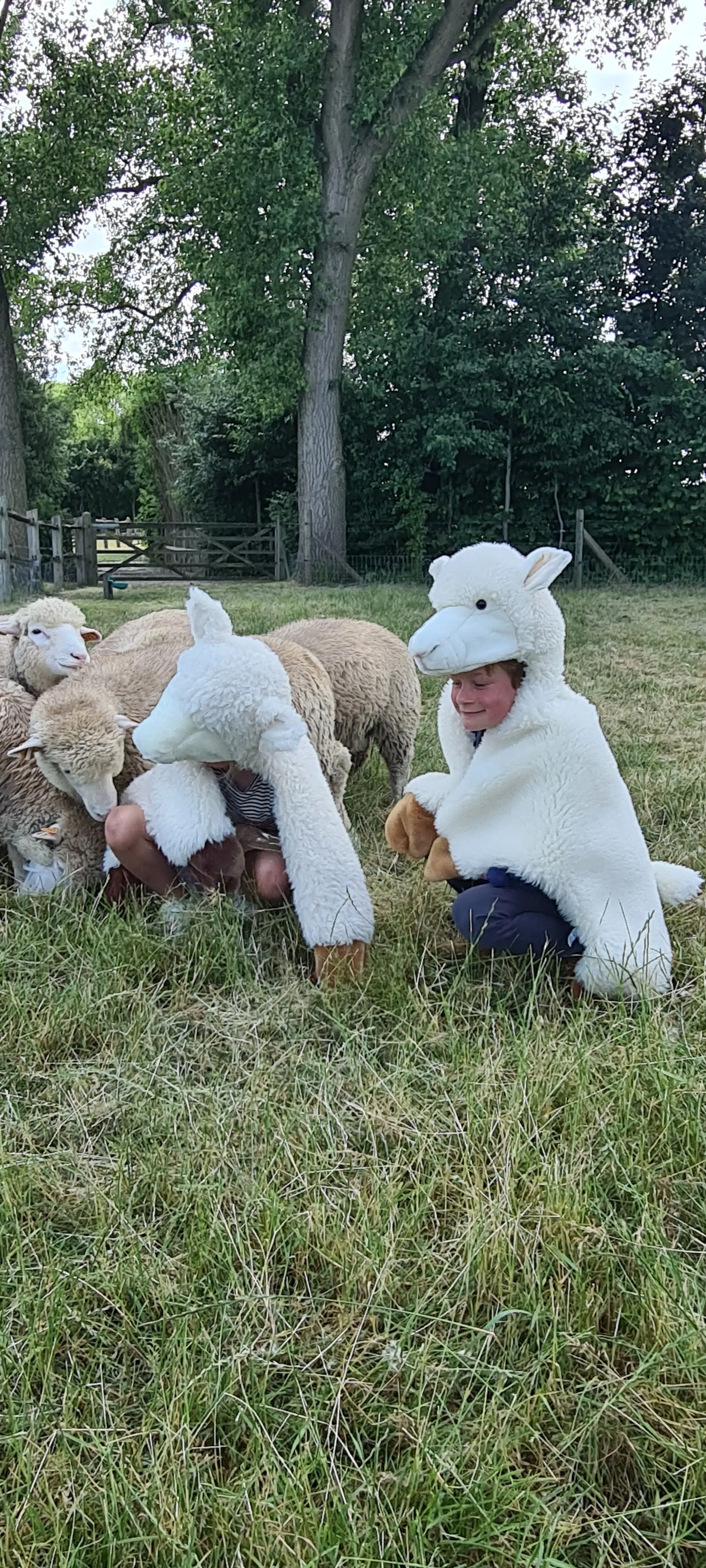 Disguise | Wild & Soft | Sheep