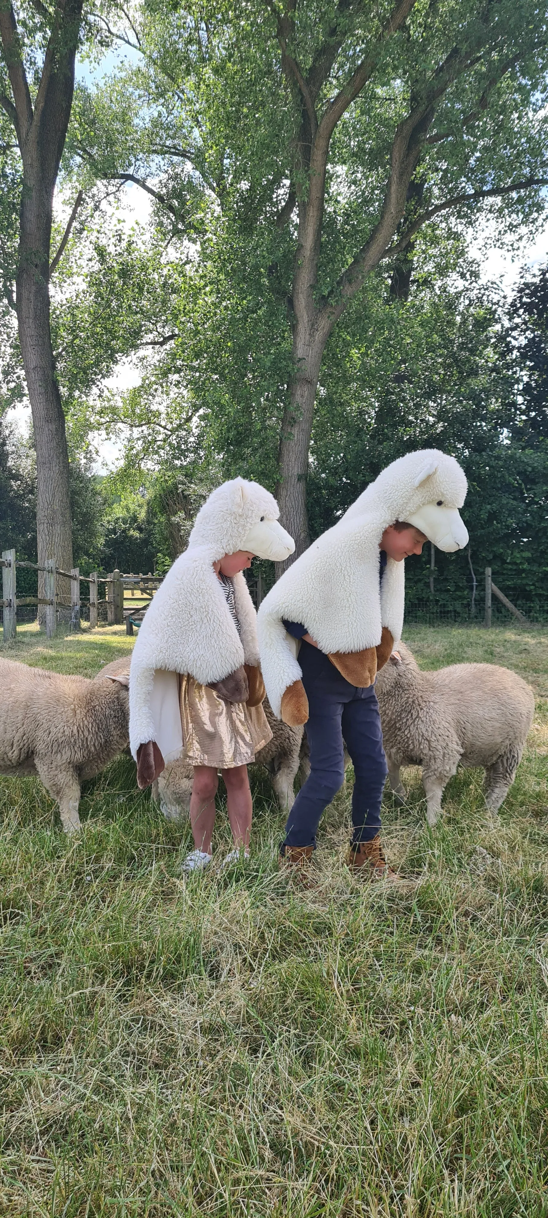 Disguise | Wild & Soft | Sheep