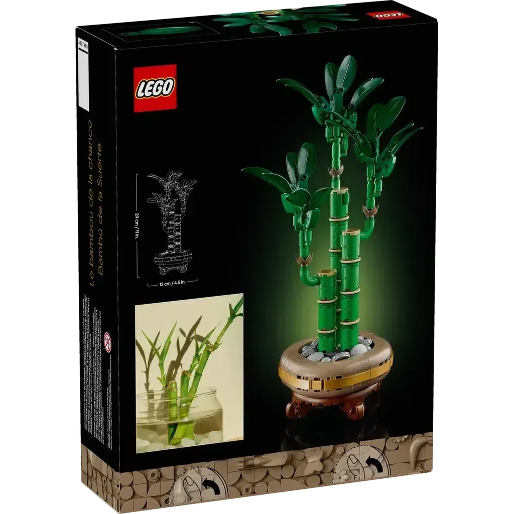 Lucky Bamboo
