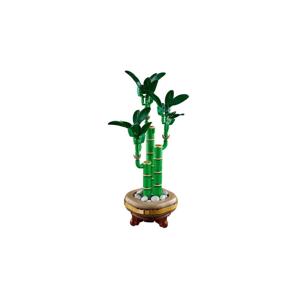 Lucky Bamboo