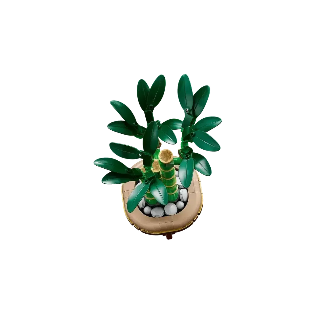 Lucky Bamboo